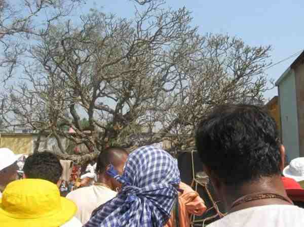 champaka_tree.jpg - 24918 Bytes